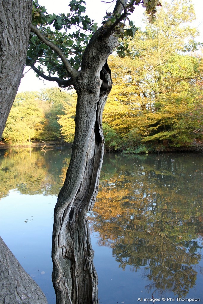 now nothing seems as strange as when the leaves began to change